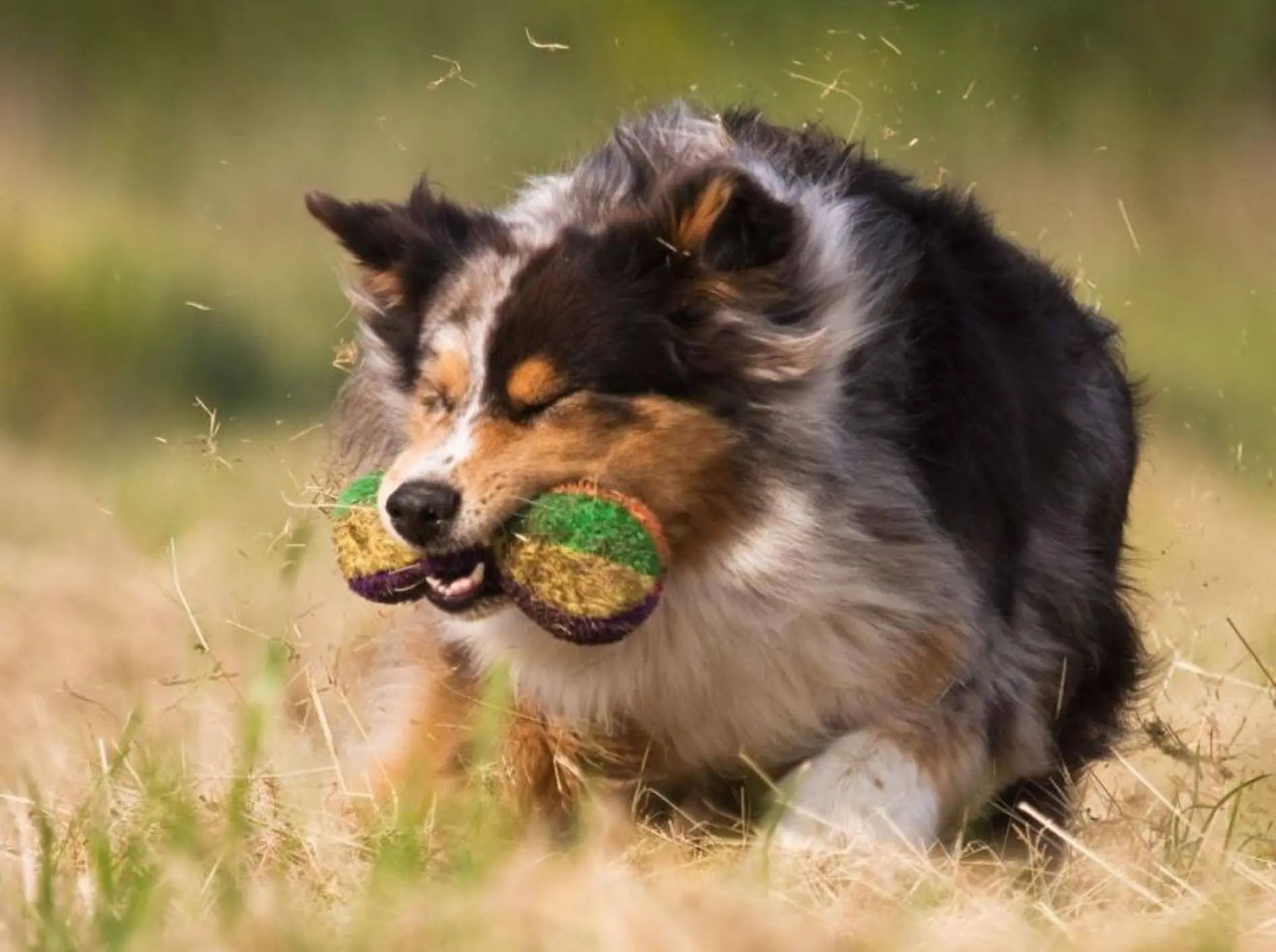 Australian Shepherd Welpe spielt mit anderen Hunden