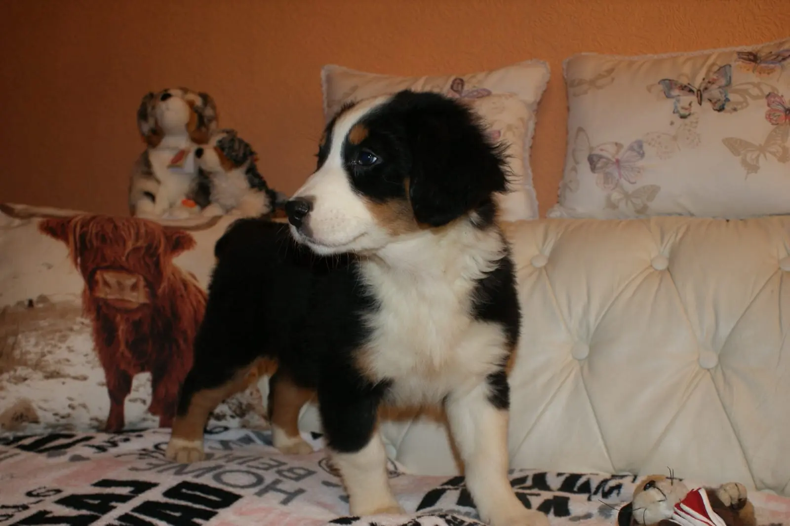 Australian Shepherd Welpe spielt mit Kauknochen