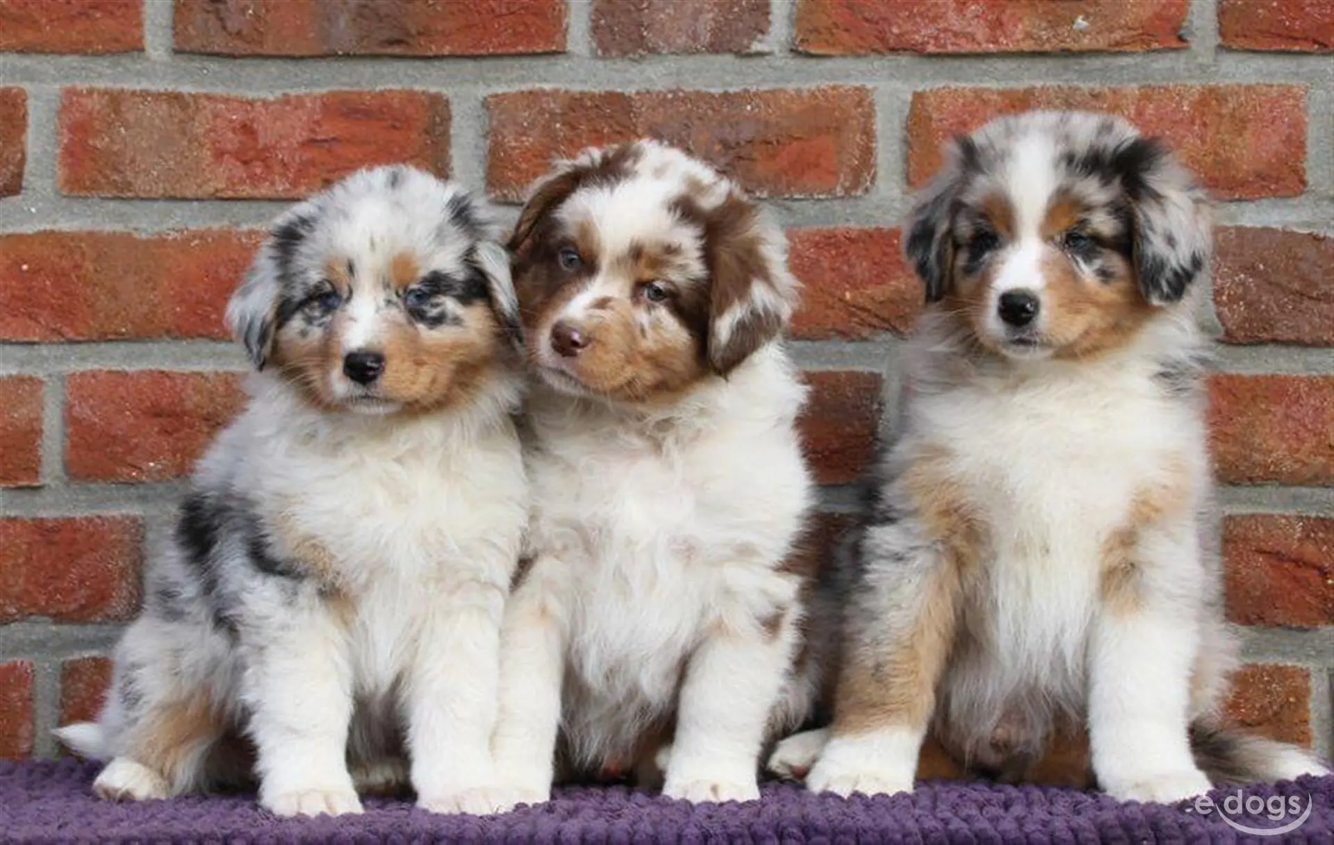 img/australian-shepherd-welpen-erziehung.webp
