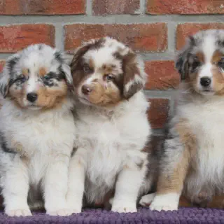img/australian-shepherd-welpen-erziehung.webp