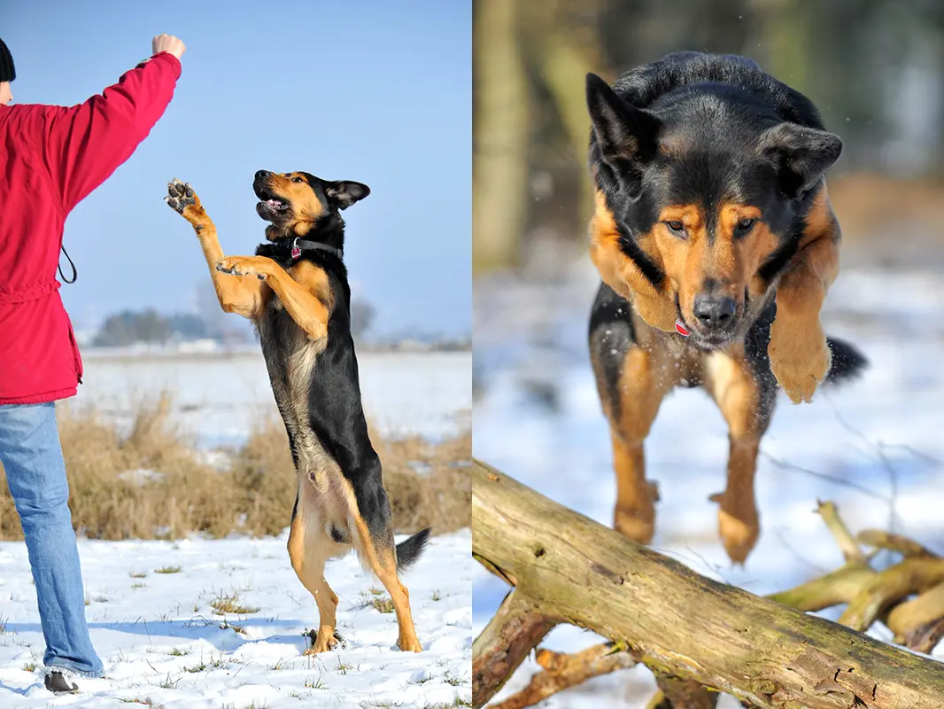 glücklicher Hund mit Frauchen im Park
