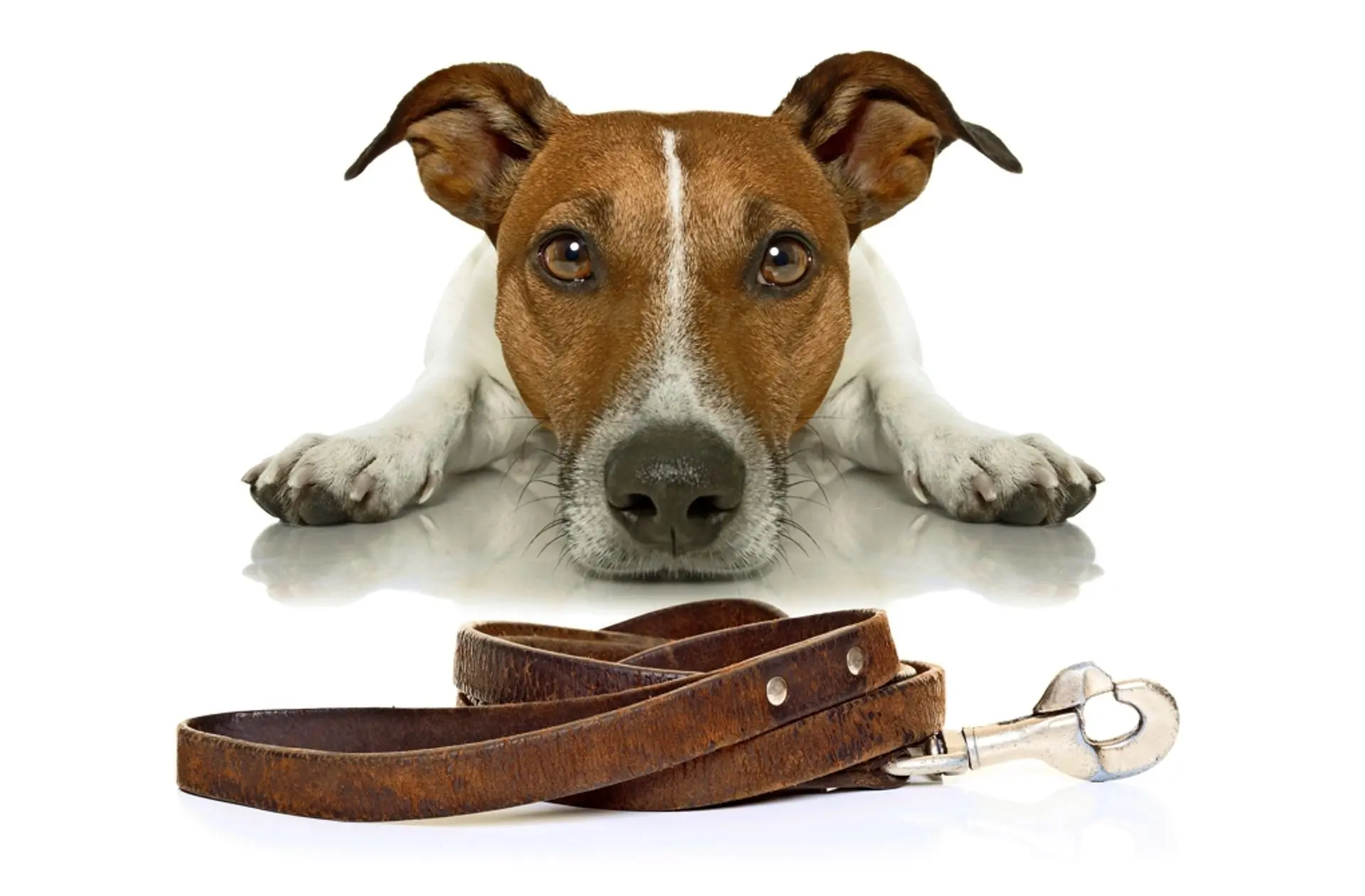 Hund spielt mit Herrchen