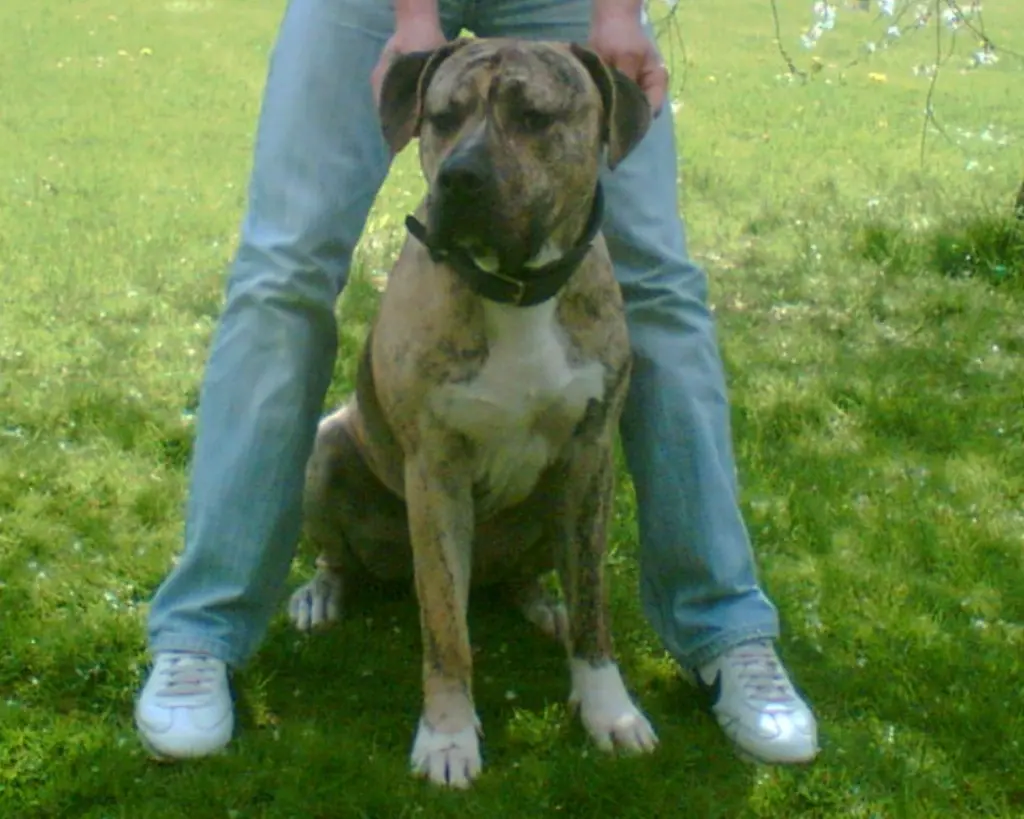 Hundewelpe beim Training