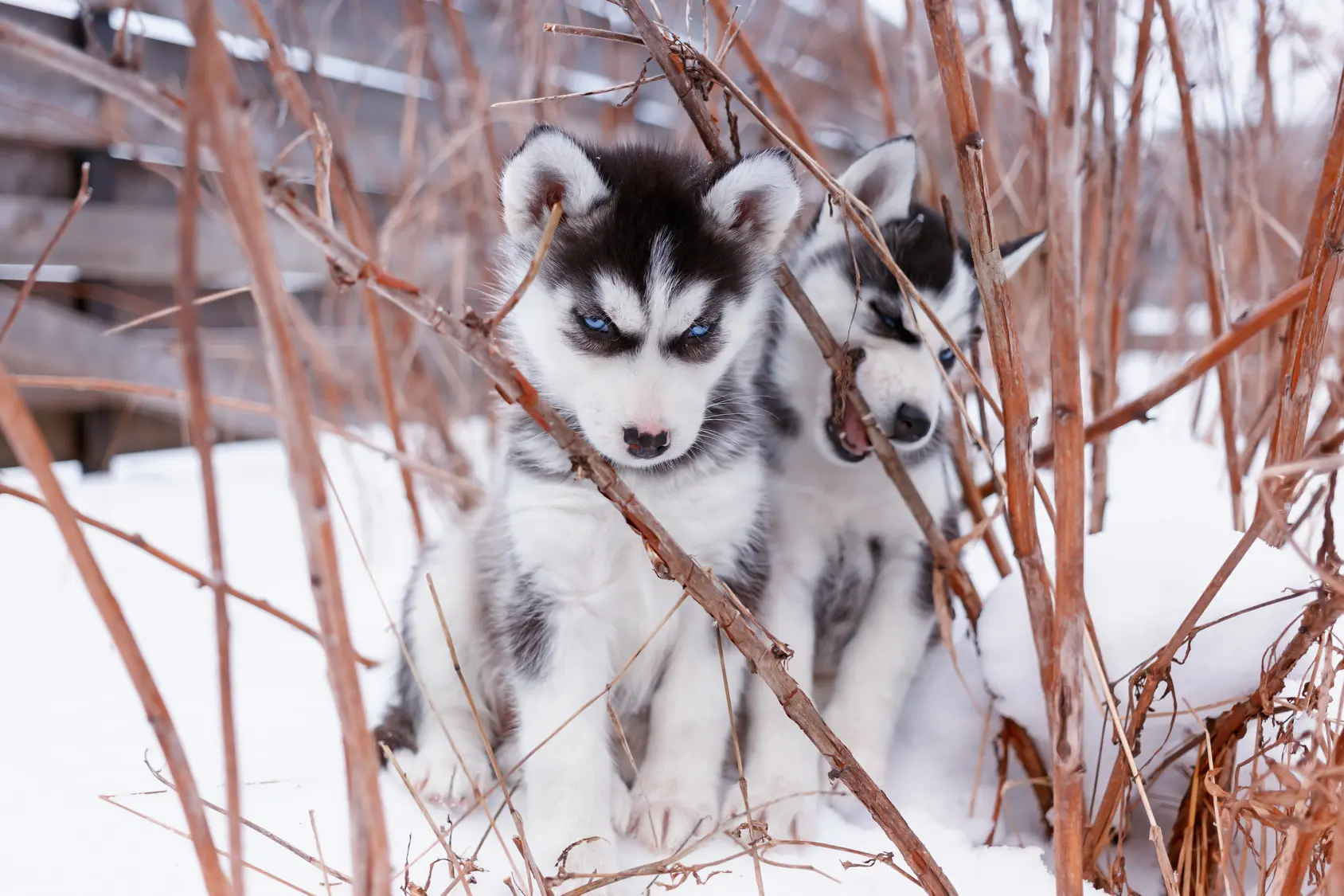 Husky Welpe mit Familie