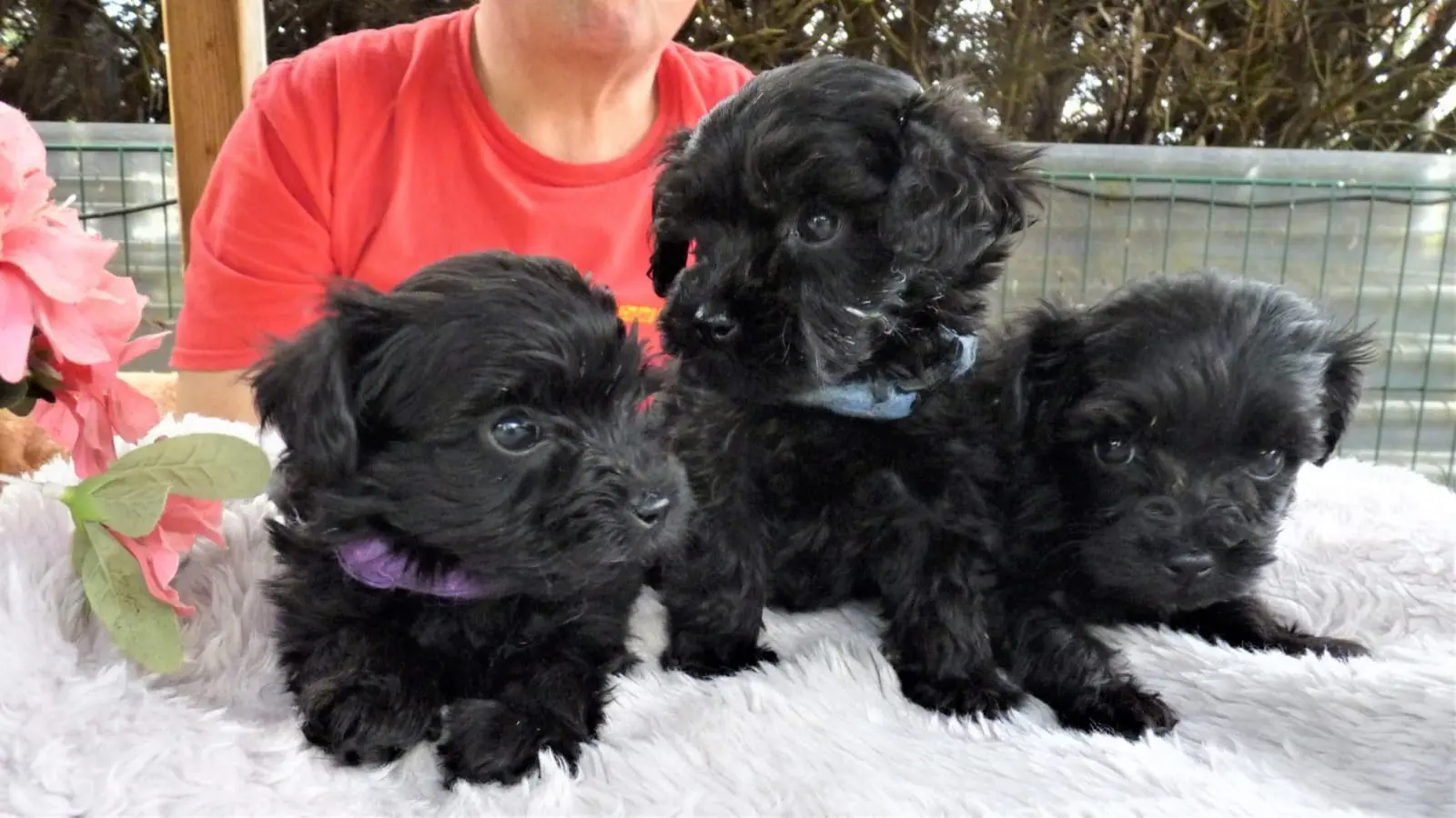 Maltipoo Welpe und Kind