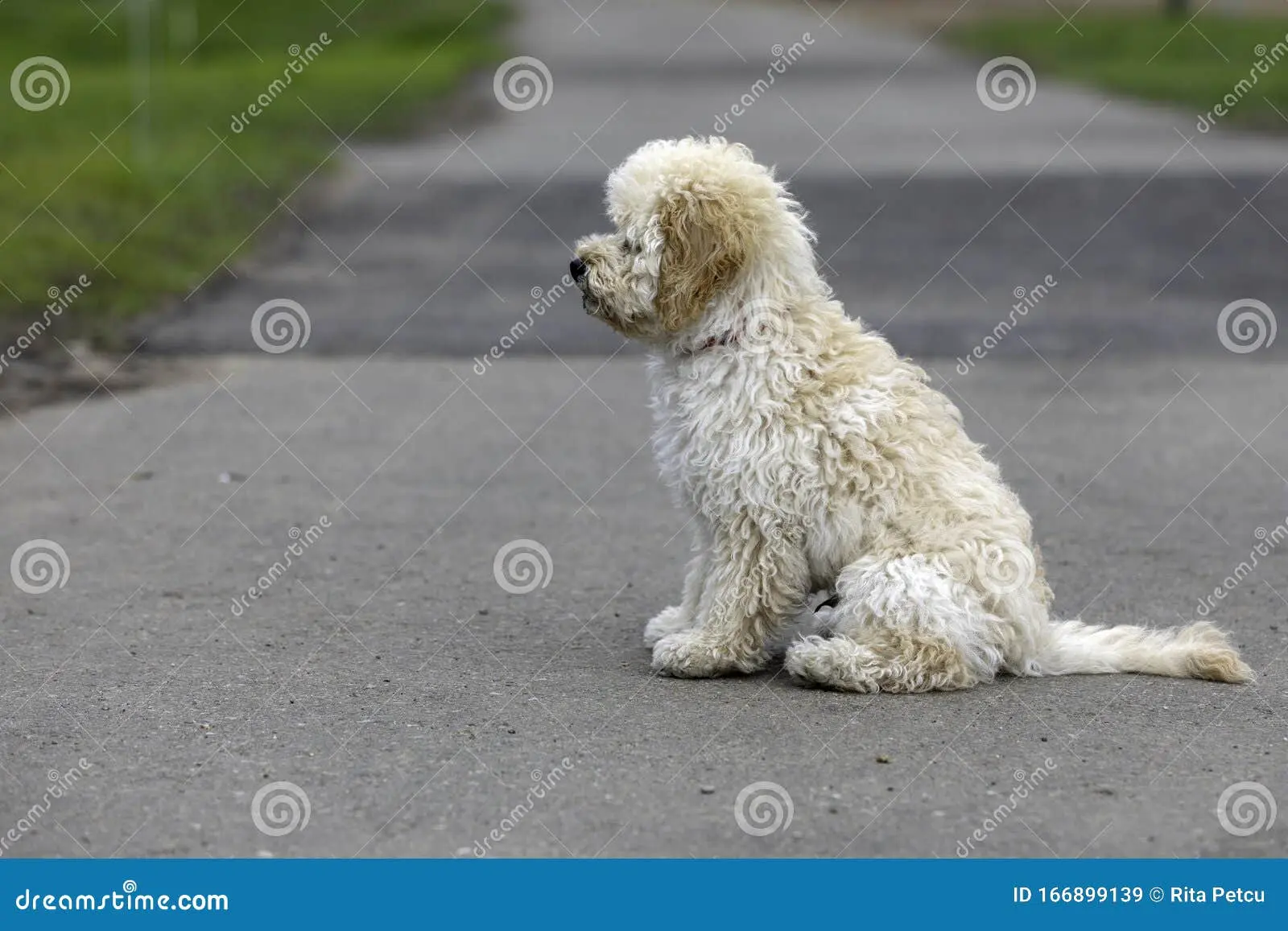 Maltipoo Welpe