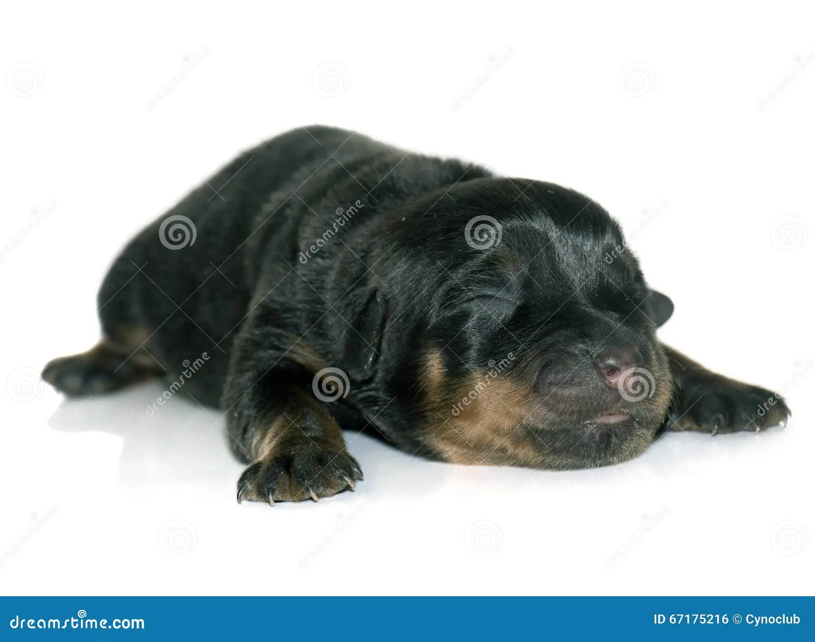 rottweiler welpe spielend