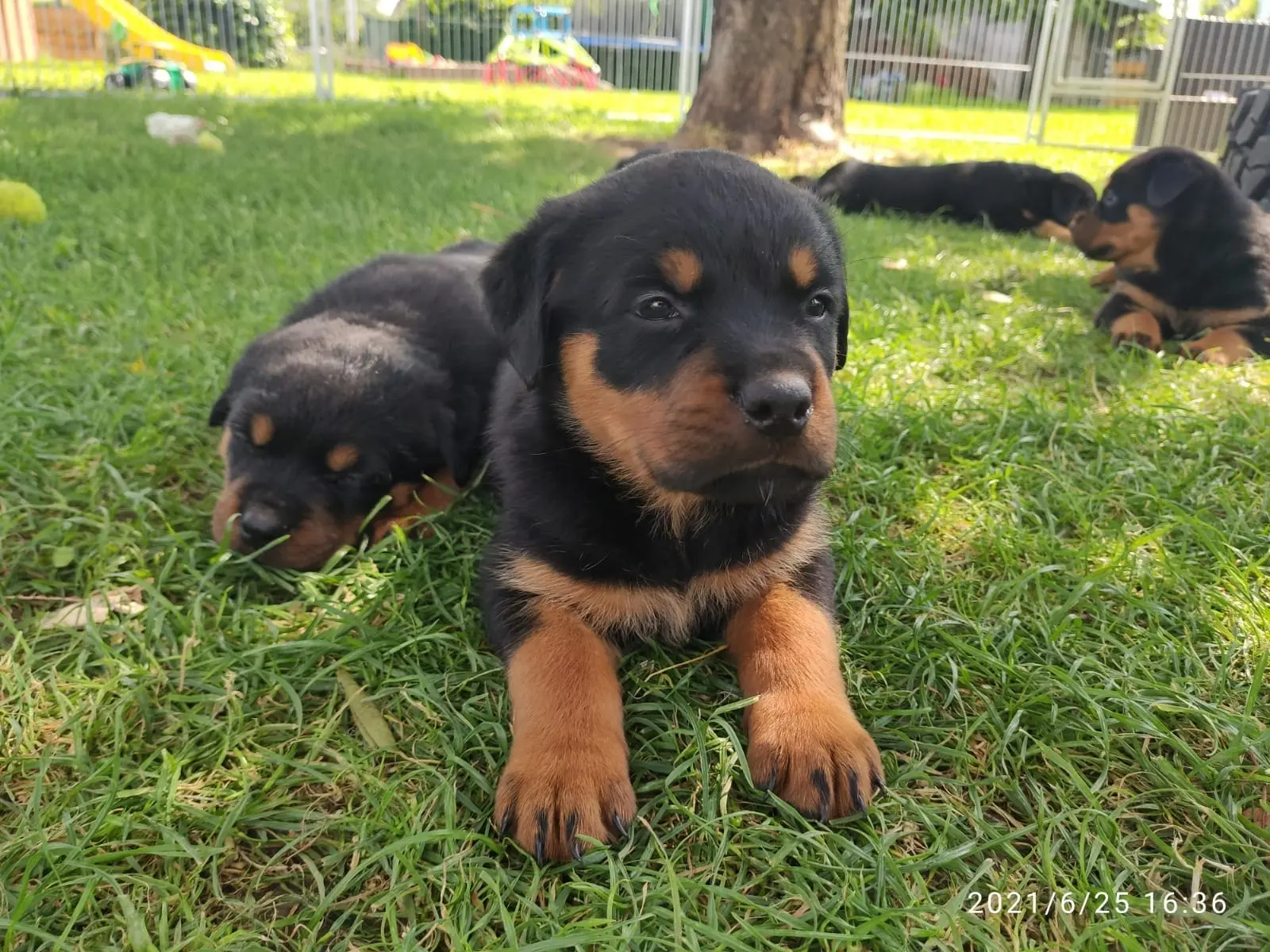 rottweiler welpe