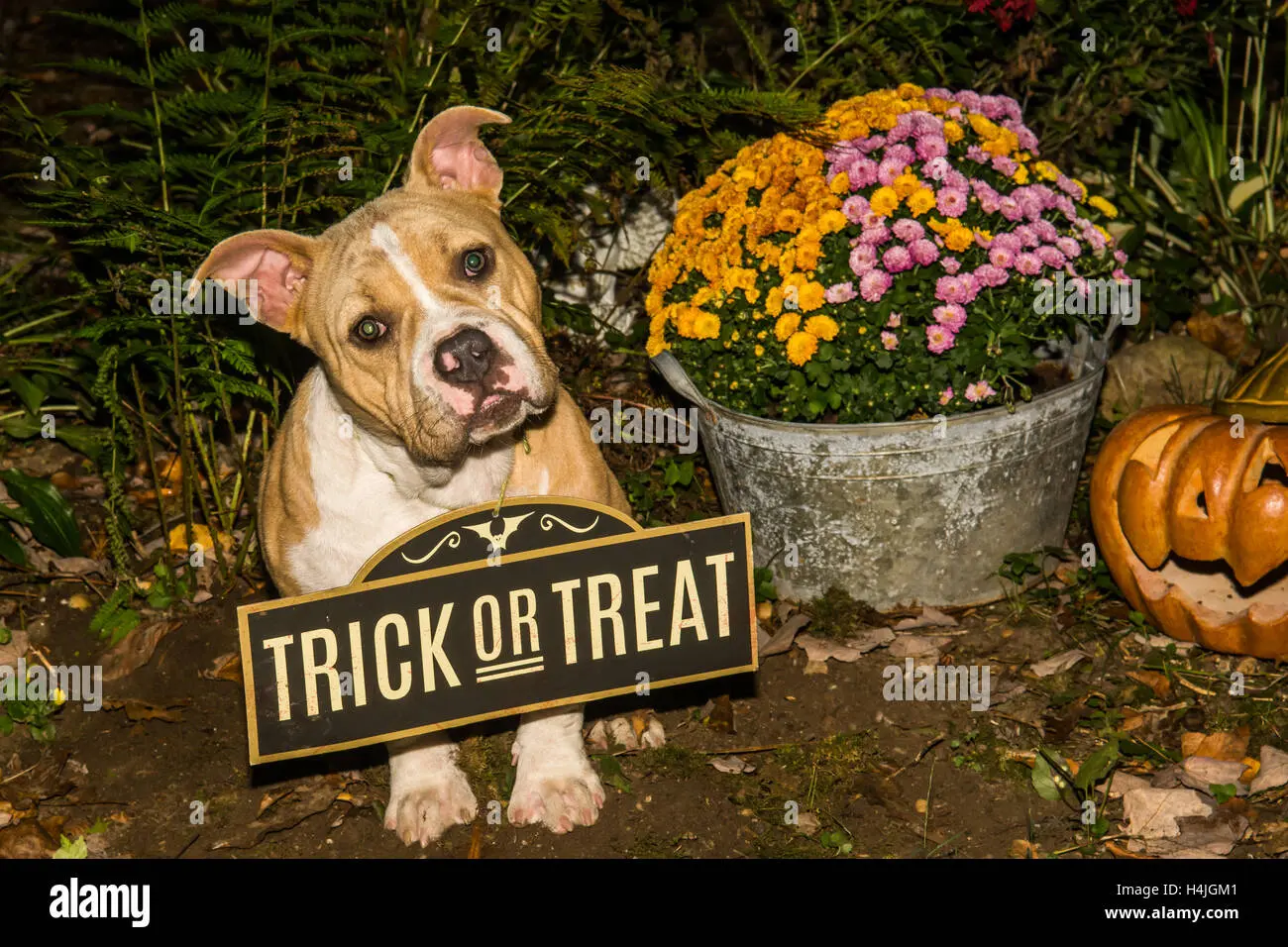welpe sitzt mit leckerli