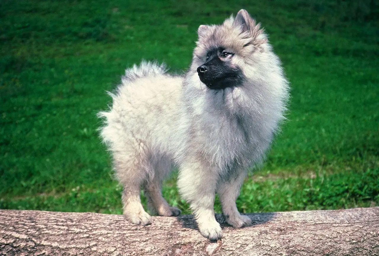 Wolfsspitz Welpe mit Familie