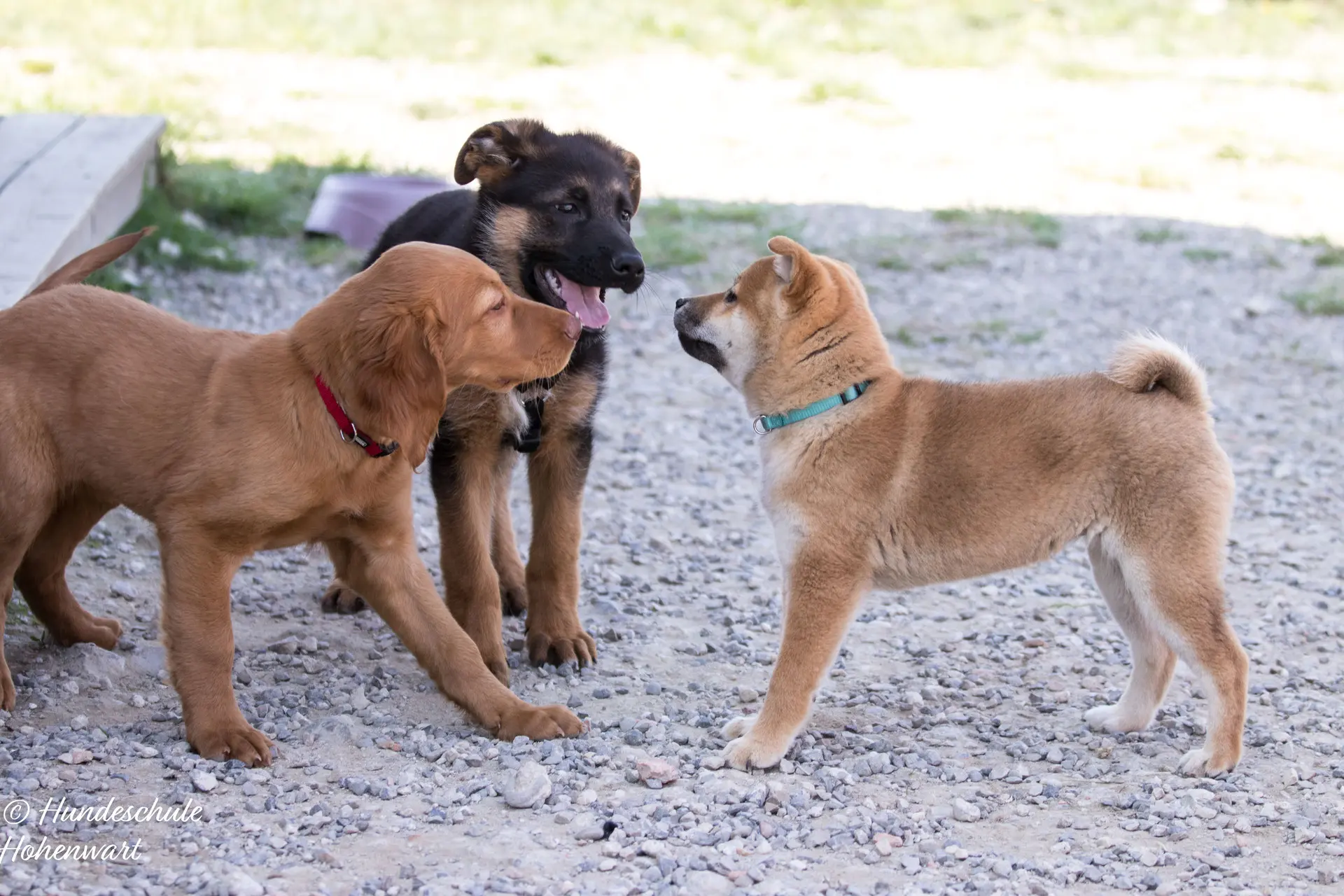Zwergdackel Welpe lernt neue Kommandos
