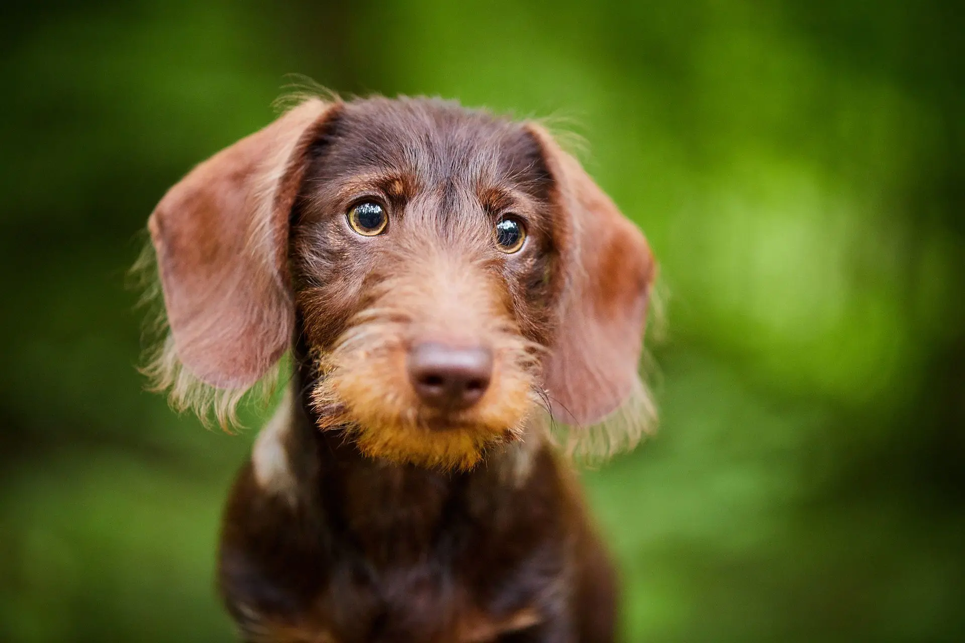 Zwergdackel Welpe schläft