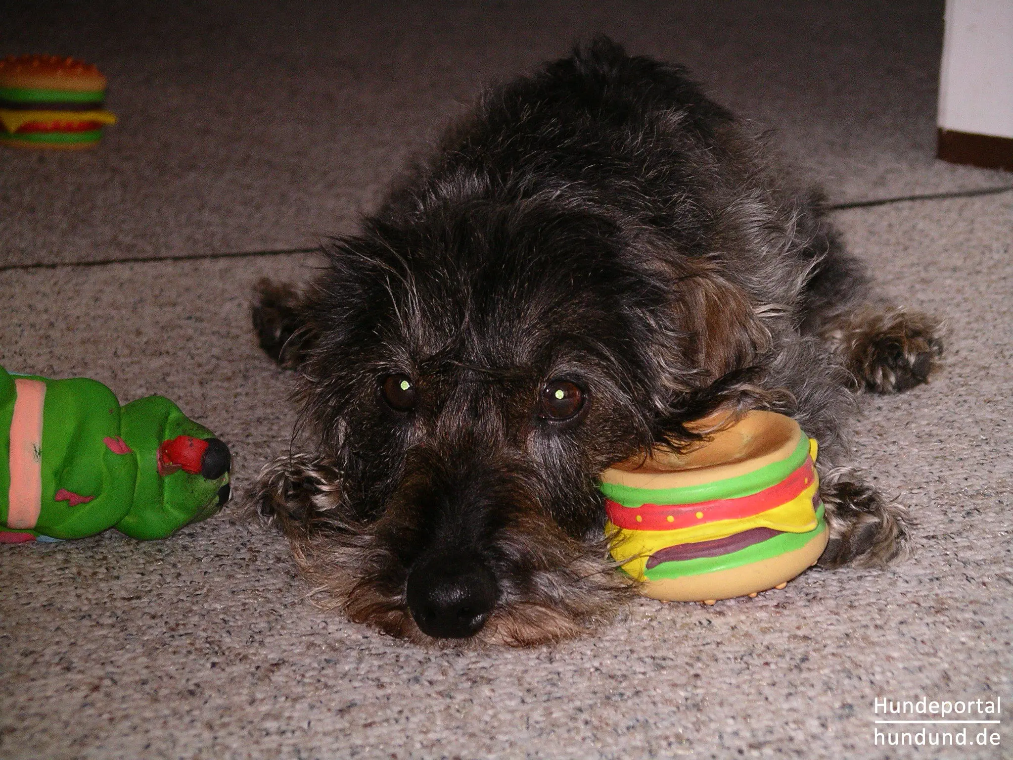 Zwergdackel Welpe spielt