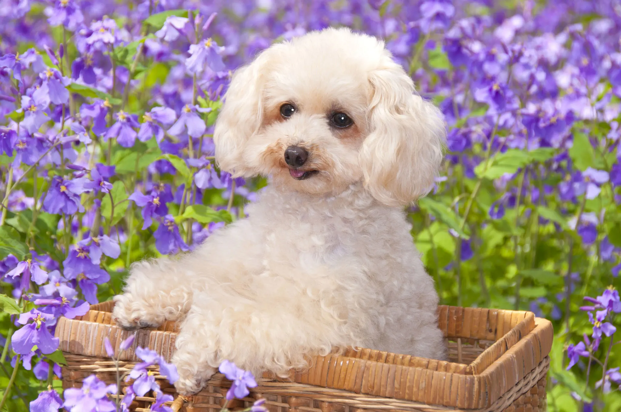 Zwergpudel Welpe spielt mit Spielzeug